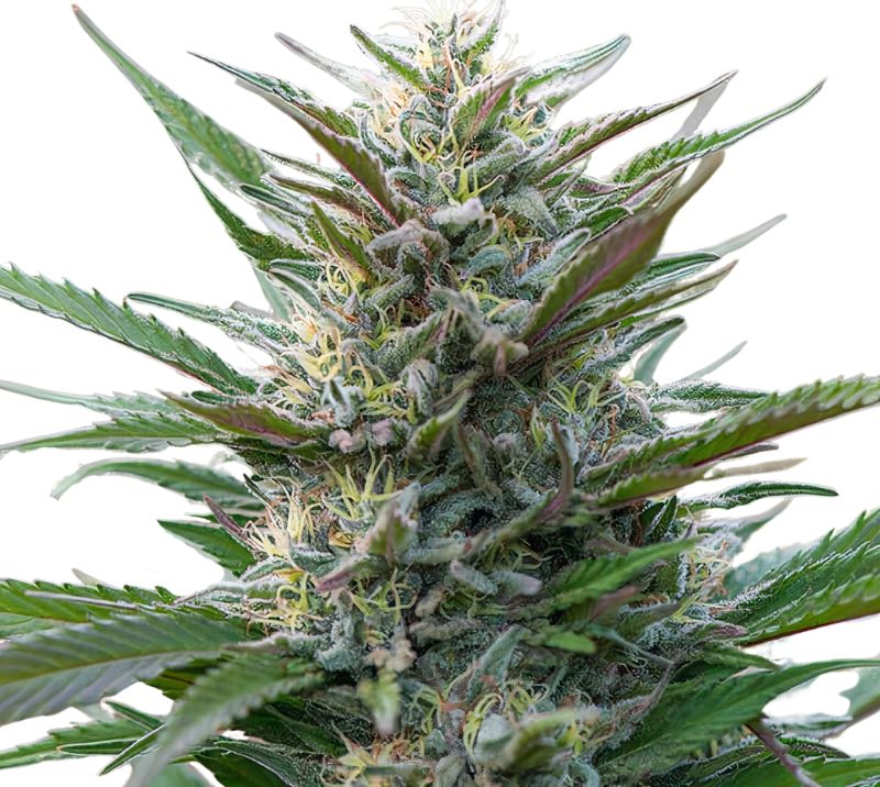 Blue Moon Rocks cannabis seeds packaging — Royal King Seeds Australia