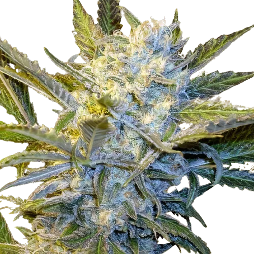 Blue Mystic cannabis seeds packaging — Royal King Seeds Australia