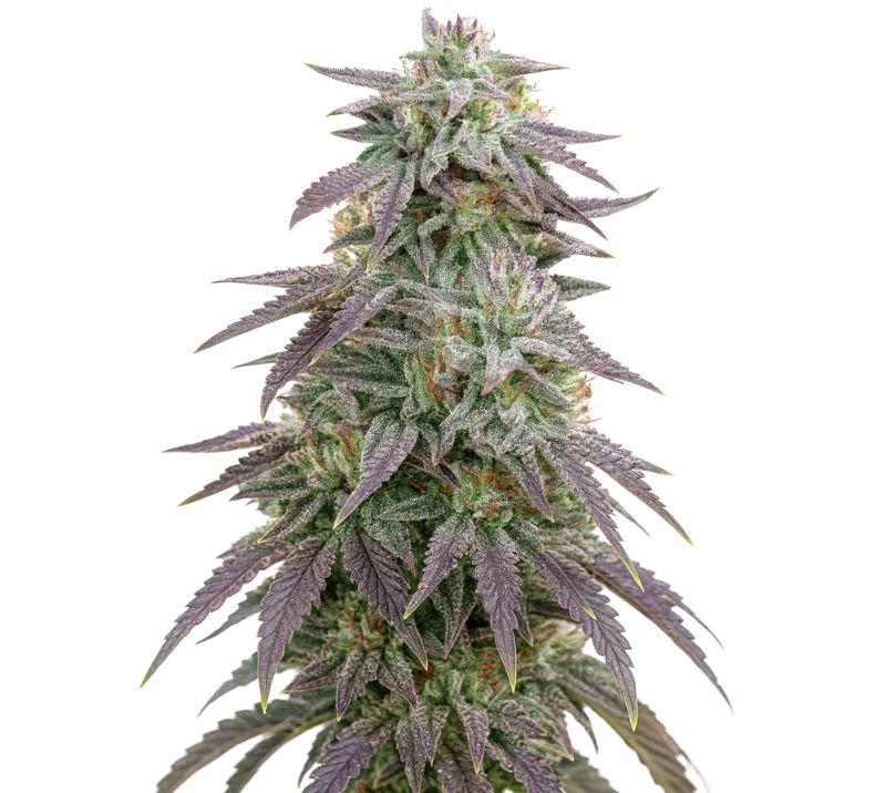 Blue Ox cannabis seeds packaging — Royal King Seeds Australia
