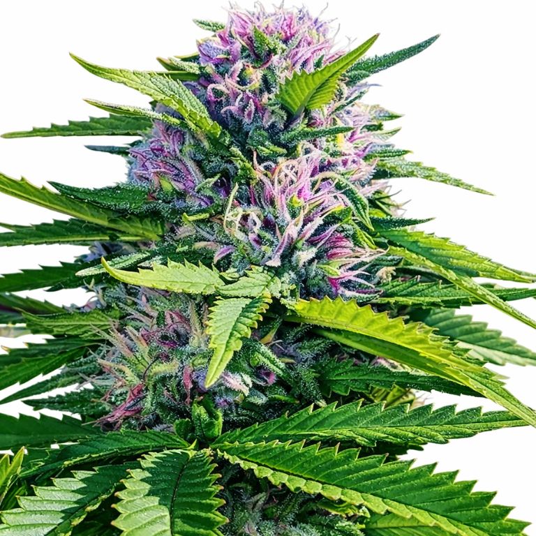 Blue Power cannabis seeds packaging — Royal King Seeds Australia