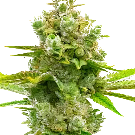 Blue Princess cannabis seeds packaging — Royal King Seeds Australia