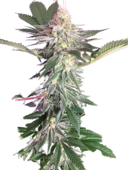 Blue Widow cannabis seeds packaging — Royal King Seeds Australia