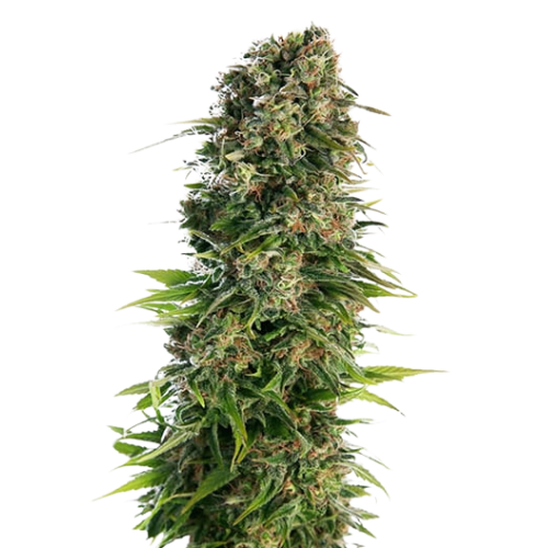 Blue Zkittlez cannabis seeds packaging — Royal King Seeds Australia