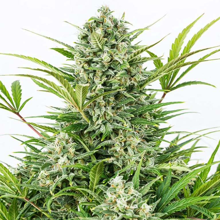 Blue Zombie cannabis seeds packaging — Royal King Seeds Australia