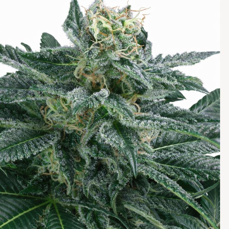 Blueberry AK cannabis seeds packaging — Royal King Seeds Australia