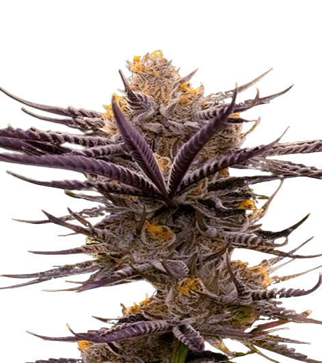 Blueberry Badazz OG cannabis seeds packaging — Royal King Seeds Australia