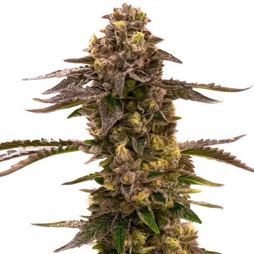 Blueberry Gusto cannabis seeds packaging — Royal King Seeds Australia