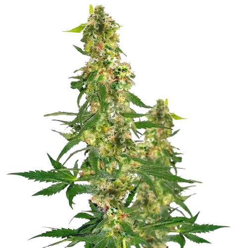 Blueberry Haze cannabis seeds packaging — Royal King Seeds Australia