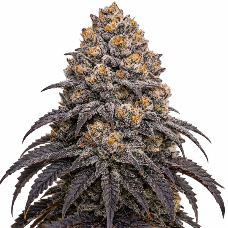 Blueberry Kush cannabis seeds packaging — Royal King Seeds Australia
