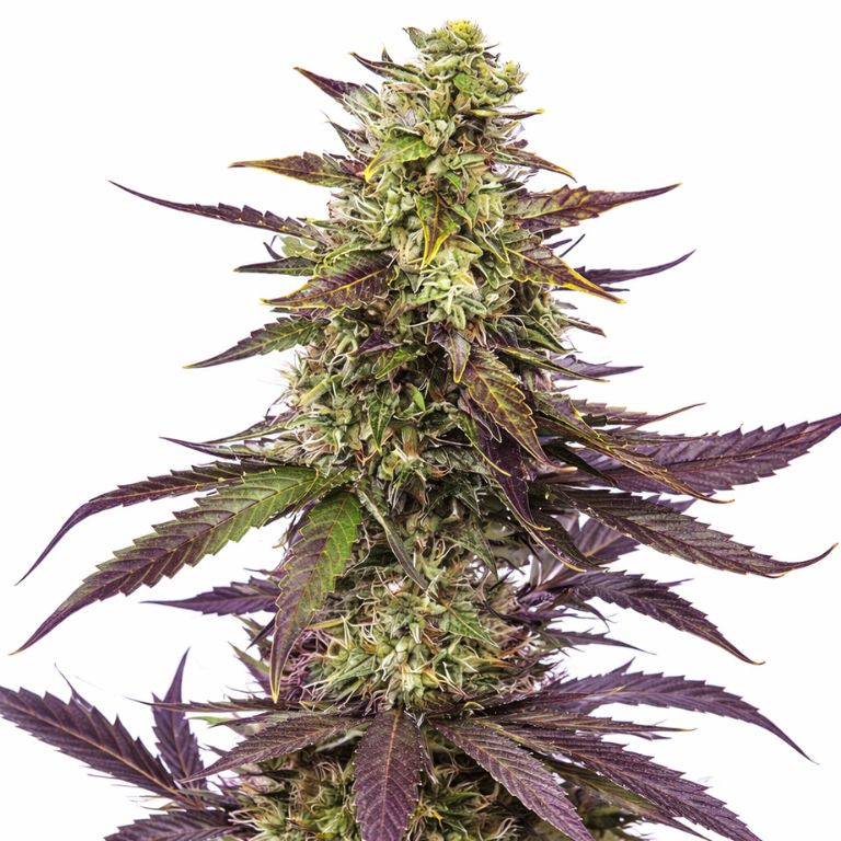 Blueberry Milk cannabis seeds packaging — Royal King Seeds Australia