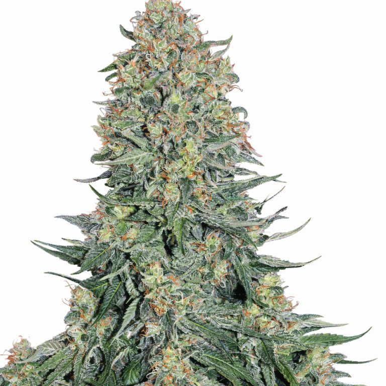 Blueberry Skunk cannabis seeds packaging — Royal King Seeds Australia