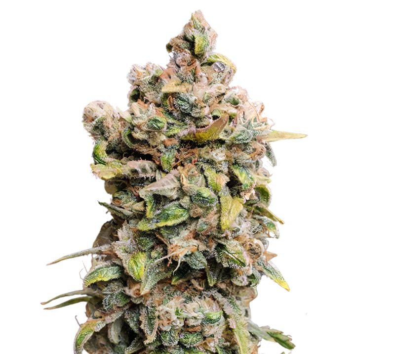 Blueberry Space Cake cannabis seeds packaging — Royal King Seeds Australia