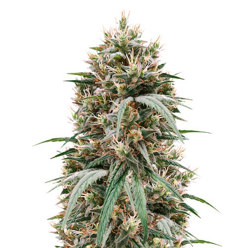 Blueberry Waltz cannabis seeds packaging — Royal King Seeds Australia