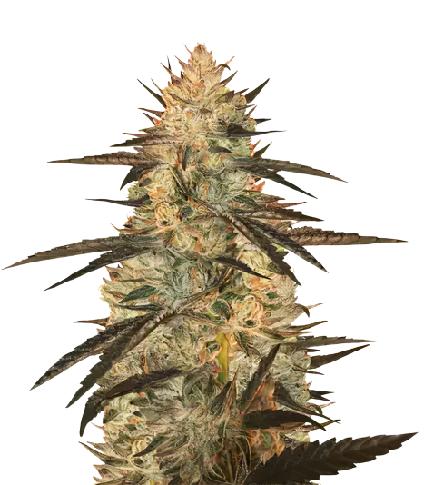 Blueberry Yum Yum cannabis seeds packaging — Royal King Seeds Australia