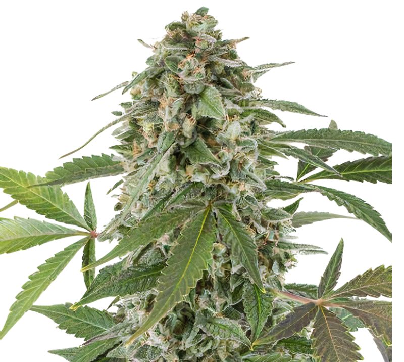 Bluniverse cannabis seeds packaging — Royal King Seeds Australia
