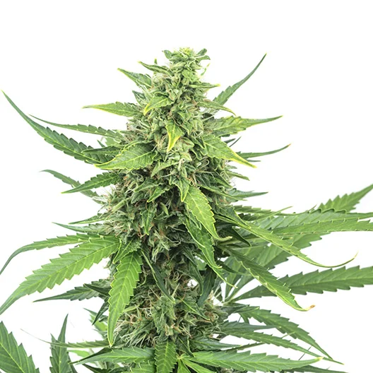 Bogart cannabis seeds packaging — Royal King Seeds Australia