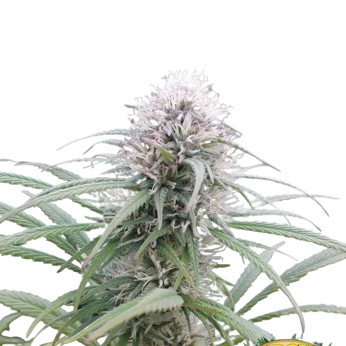 Brains Damage cannabis seeds packaging — Royal King Seeds Australia