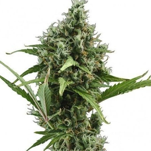 Brainwreck cannabis seeds packaging — Royal King Seeds Australia
