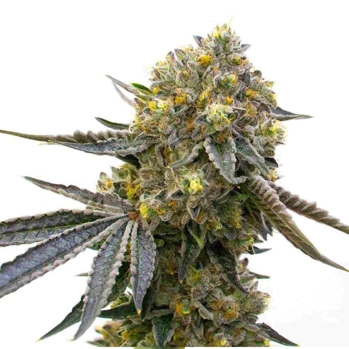 Bruce Almighty cannabis seeds packaging — Royal King Seeds Australia