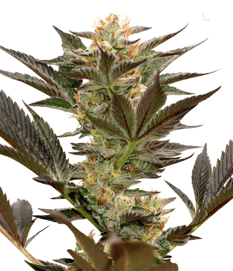 Bruce Banner #3 cannabis seeds packaging — Royal King Seeds Australia