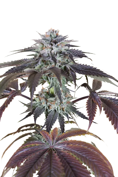 Bubba Gift cannabis seeds packaging — Royal King Seeds Australia