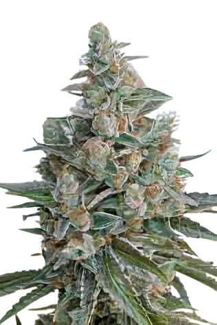 Bubba OG cannabis seeds packaging — Royal King Seeds Australia