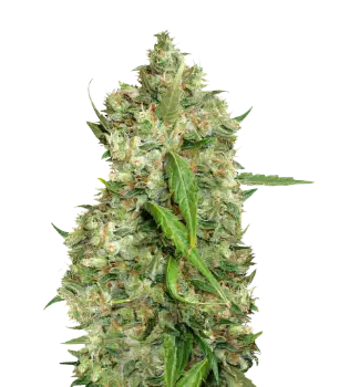 Bubba Tom Hayes cannabis seeds packaging — Royal King Seeds Australia