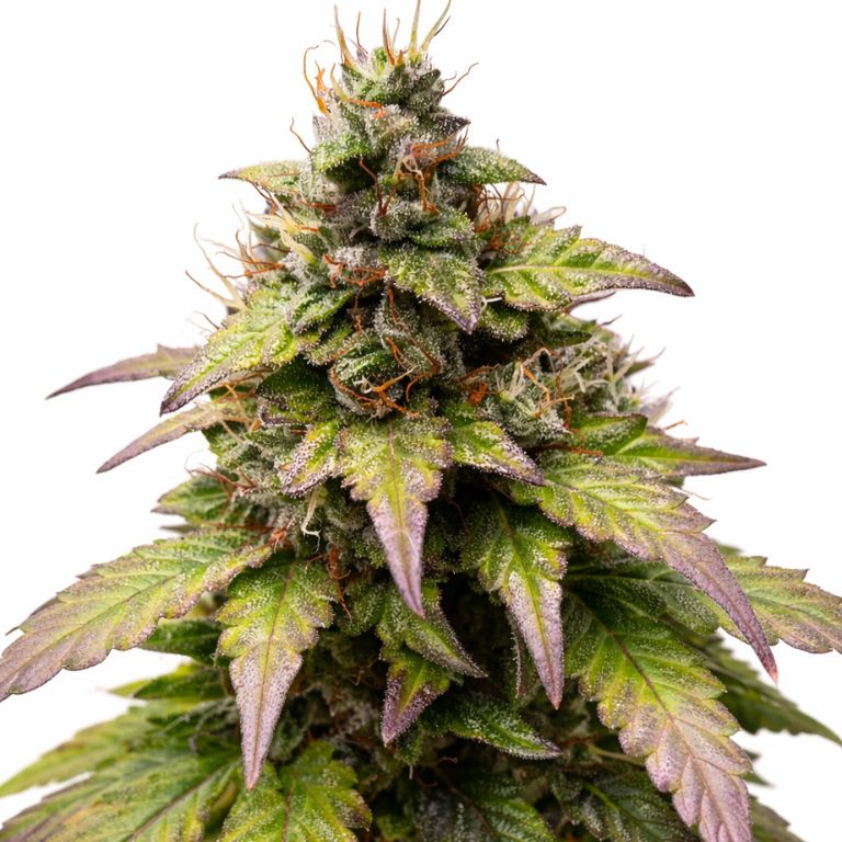 Bubblegum cannabis seeds packaging — Royal King Seeds Australia