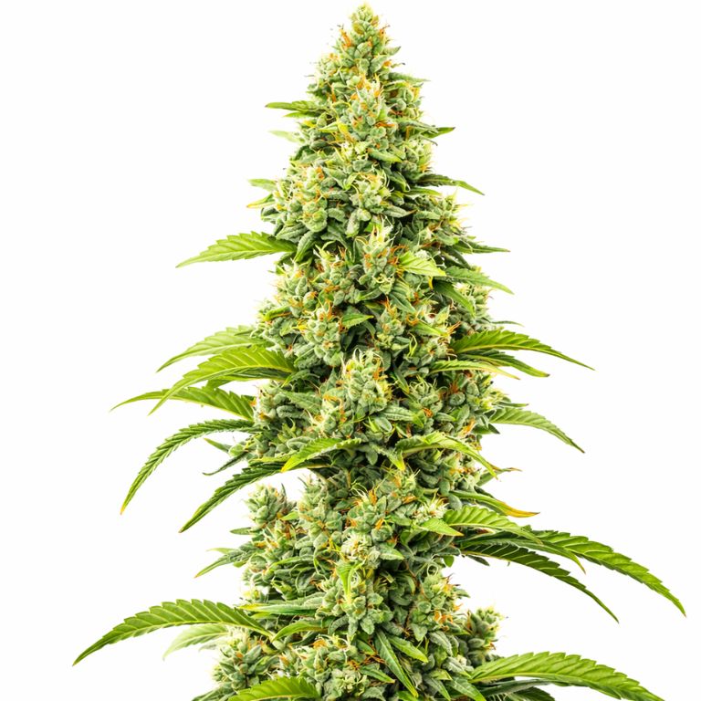 Bubblegum Haze cannabis seeds packaging — Royal King Seeds Australia