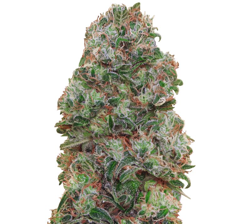 Bubblegum Kush cannabis seeds packaging — Royal King Seeds Australia