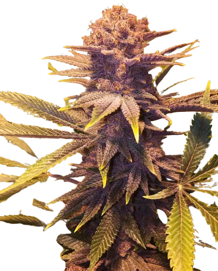 Buckeye Purple cannabis seeds packaging — Royal King Seeds Australia