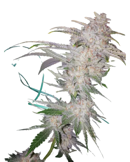 Buddha Tahoe cannabis seeds packaging — Royal King Seeds Australia