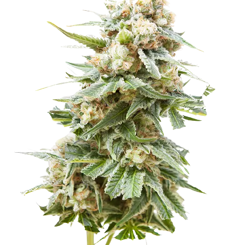 Burkle cannabis seeds packaging — Royal King Seeds Australia