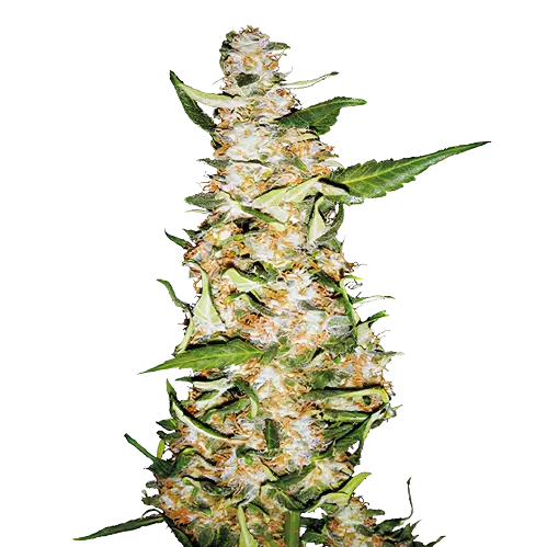Butter OG cannabis seeds packaging — Royal King Seeds Australia