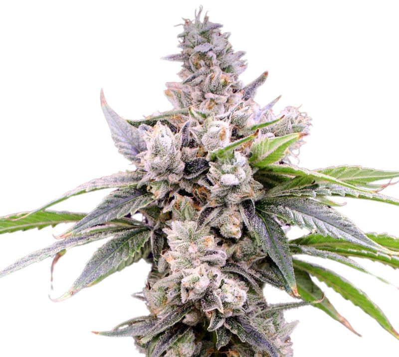 Butterscotch cannabis seeds packaging — Royal King Seeds Australia