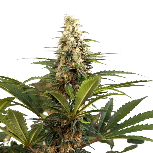 C4 cannabis seeds packaging — Royal King Seeds Australia