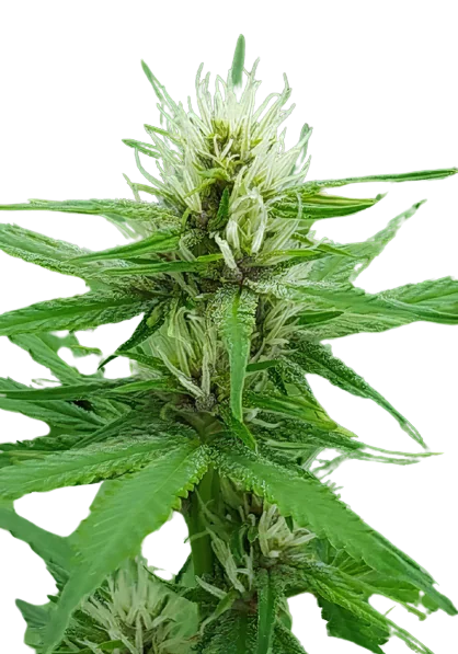 Cactus cannabis seeds packaging — Royal King Seeds Australia