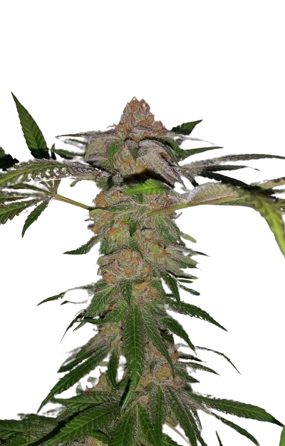 Cadillac Purple cannabis seeds packaging — Royal King Seeds Australia