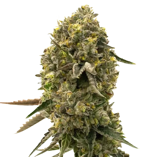Caffeine Bomb cannabis seeds packaging — Royal King Seeds Australia