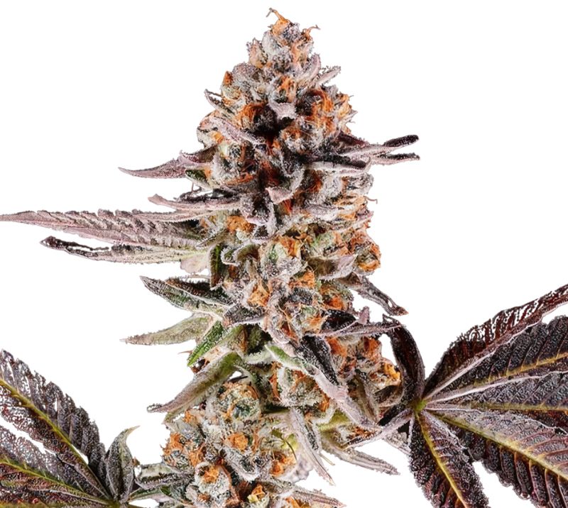 Cake Bomb cannabis seeds packaging — Royal King Seeds Australia
