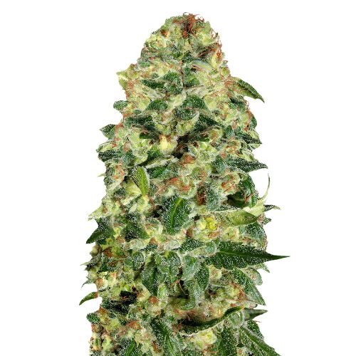 Cali Kush cannabis seeds packaging — Royal King Seeds Australia