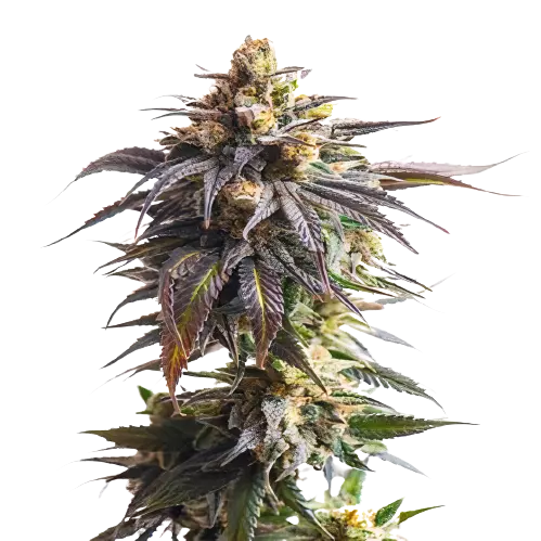 California Grapefruit cannabis seeds packaging — Royal King Seeds Australia