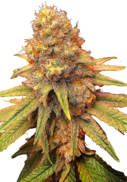 California Orange cannabis seeds packaging — Royal King Seeds Australia