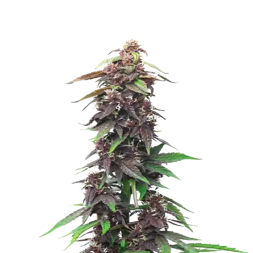 Candy Cane cannabis seeds packaging — Royal King Seeds Australia