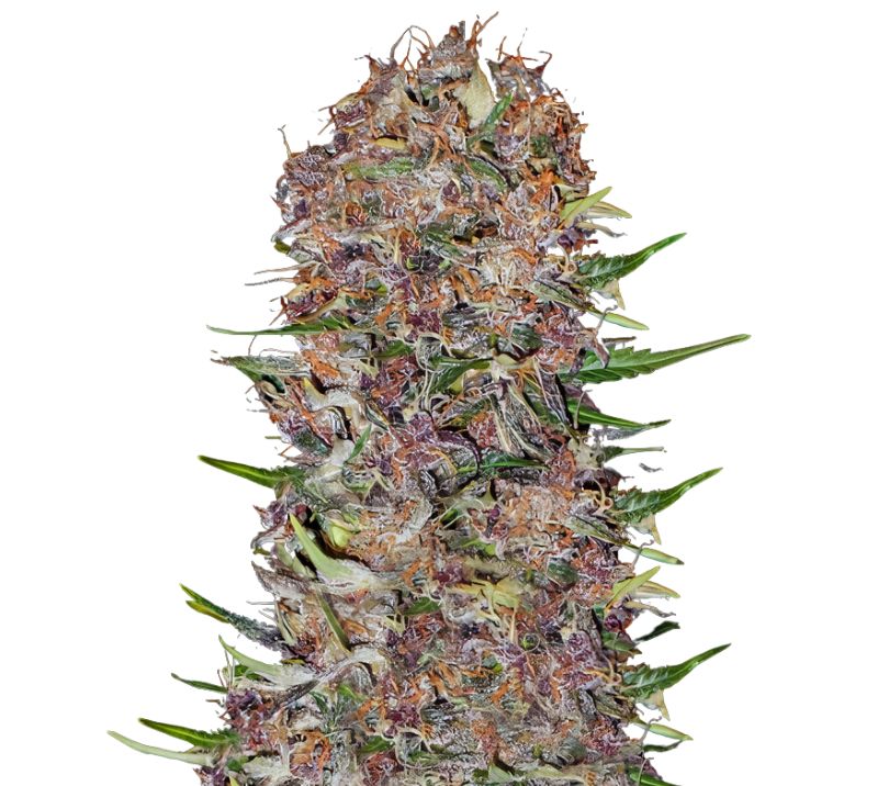 Candy Cream cannabis seeds packaging — Royal King Seeds Australia