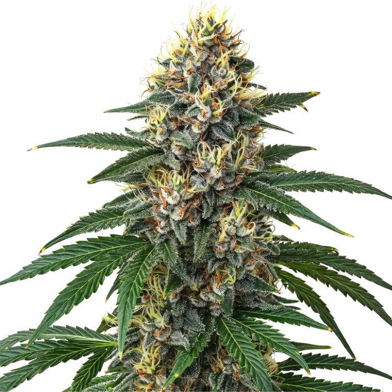 Candy Kush cannabis seeds packaging — Royal King Seeds Australia
