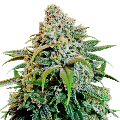 Canna-Tsu cannabis seeds packaging — Royal King Seeds Australia