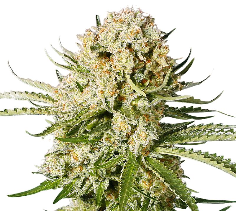 Cannalope Haze cannabis seeds packaging — Royal King Seeds Australia