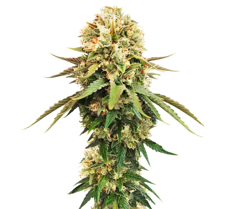 Cannalope Kush cannabis seeds packaging — Royal King Seeds Australia