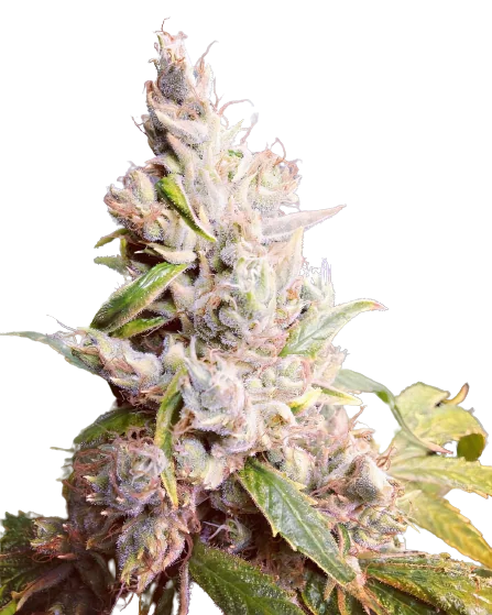 Cannatonic cannabis seeds packaging — Royal King Seeds Australia